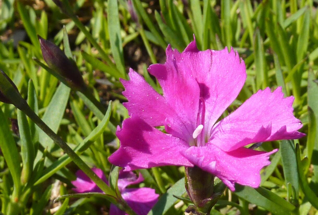 Hvozdík karafiát 'Kahori' - Dianthus caryophyllus 'Kahori'
