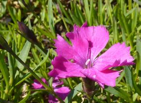 Hvozdík karafiát 'Kahori' - Dianthus caryophyllus 'Kahori'