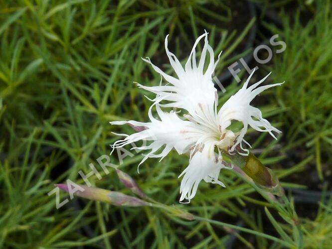 Hvozdík písečný - Dianthus arenarius