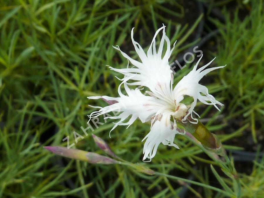 Hvozdík písečný - Dianthus arenarius