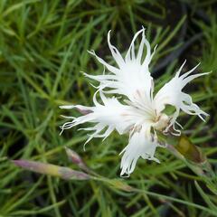Hvozdík písečný - Dianthus arenarius