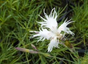 Hvozdík písečný - Dianthus arenarius