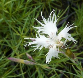 Hvozdík písečný - Dianthus arenarius