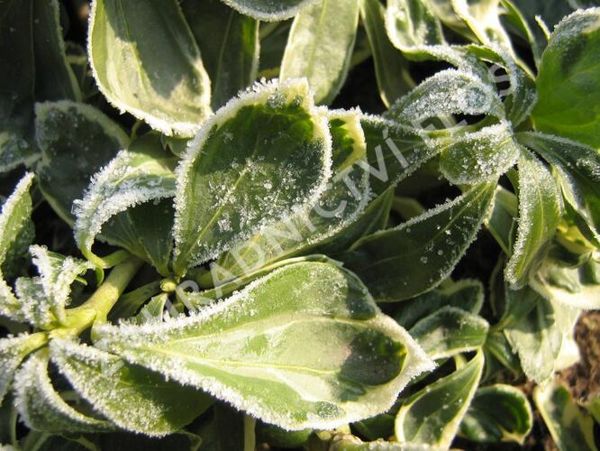 Tlustonitník klasnatý 'Variegata' - Pachysandra terminalis 'Variegata'