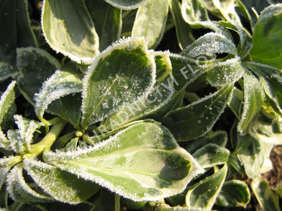 Tlustonitník klasnatý 'Variegata' - Pachysandra terminalis 'Variegata'