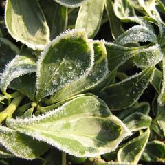 Tlustonitník klasnatý 'Variegata' - Pachysandra terminalis 'Variegata'