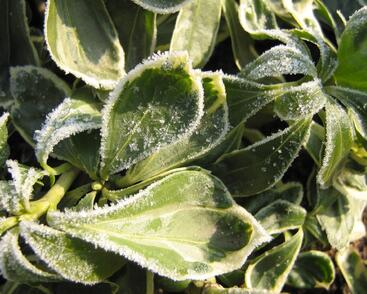 Tlustonitník klasnatý 'Variegata'