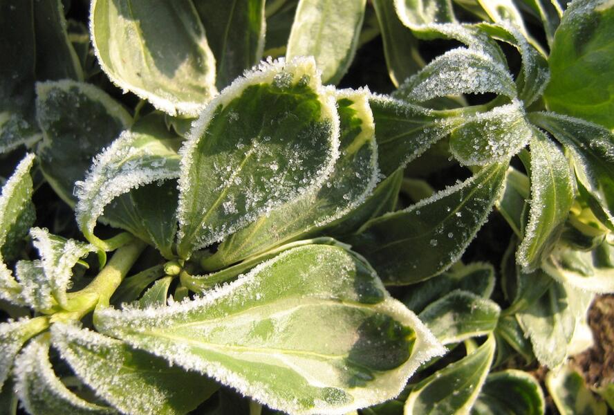 Tlustonitník klasnatý 'Variegata' - Pachysandra terminalis 'Variegata'