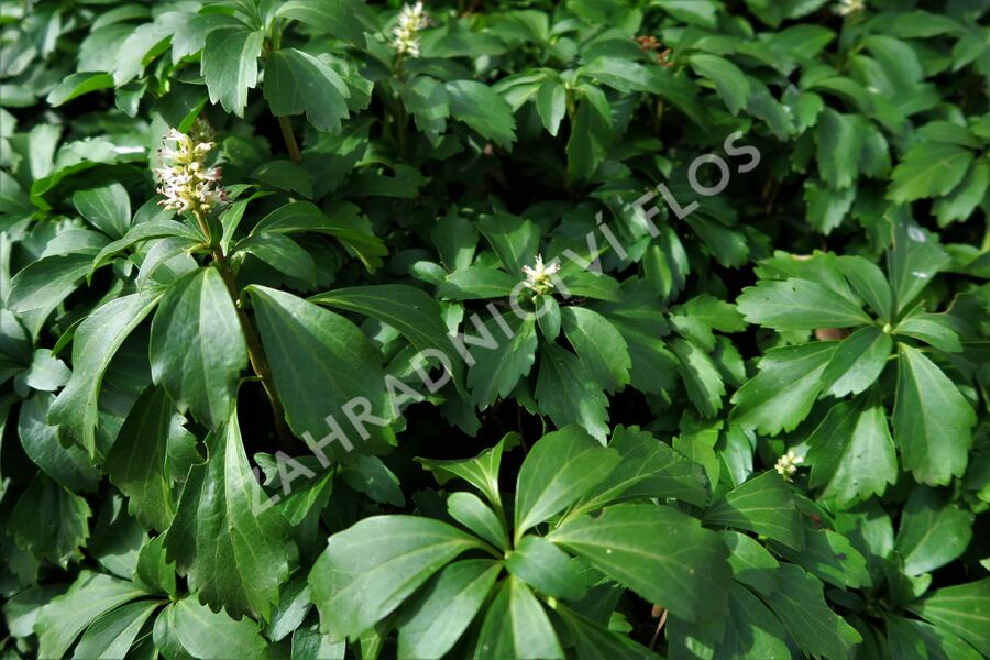 Tlustonitník klasnatý - Pachysandra terminalis