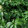Tlustonitník klasnatý - Pachysandra terminalis