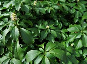 Tlustonitník klasnatý - Pachysandra terminalis