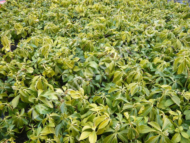 Tlustonitník klasnatý - Pachysandra terminalis