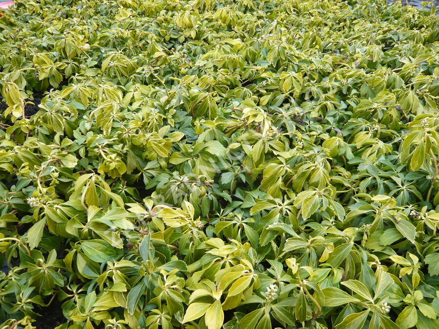 Tlustonitník klasnatý - Pachysandra terminalis