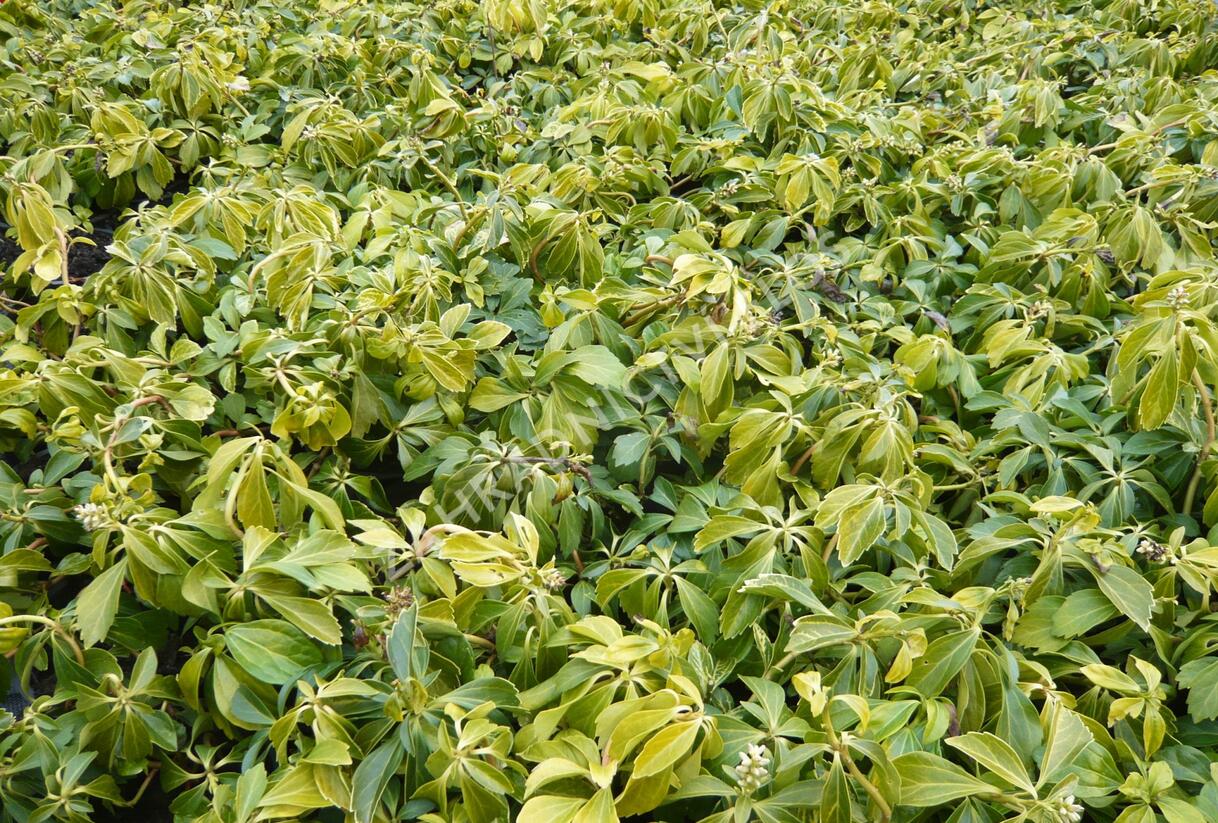 Tlustonitník klasnatý - Pachysandra terminalis