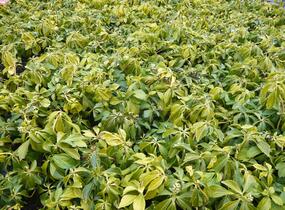 Tlustonitník klasnatý - Pachysandra terminalis