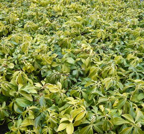 Tlustonitník klasnatý - Pachysandra terminalis