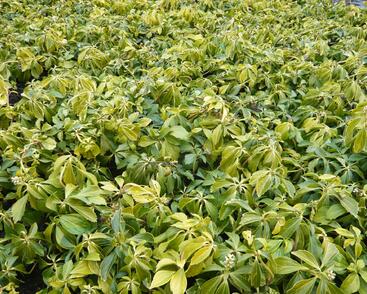 Tlustonitník klasnatý