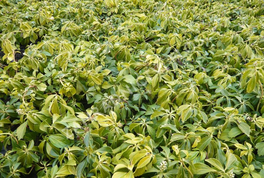 Tlustonitník klasnatý - Pachysandra terminalis
