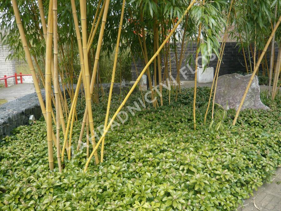 Tlustonitník klasnatý - Pachysandra terminalis