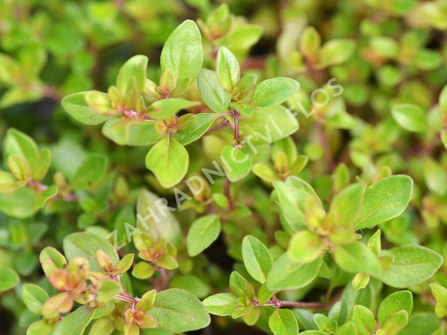 Mateřídouška - Thymus citriodorus