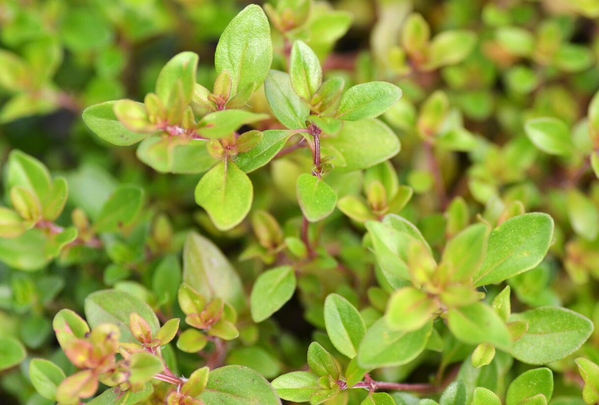 Mateřídouška - Thymus citriodorus