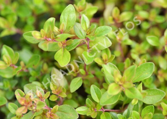 Mateřídouška - Thymus x citriodorus