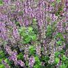 matedouka obecn Tabor - Thymus vulgaris Tabor
