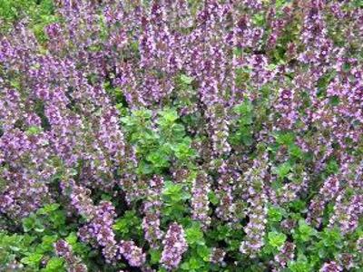 Mateřídouška vejčitá 'Tabor' - Thymus pulegioides 'Tabor'