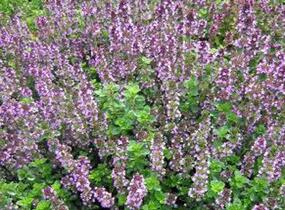Mateřídouška vejčitá 'Tabor' - Thymus pulegioides 'Tabor'
