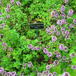 Tymián obecný 'Tabor' - Thymus vulgaris 'Tabor'