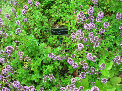 Mateřídouška vejčitá 'Tabor' - Thymus pulegioides 'Tabor'