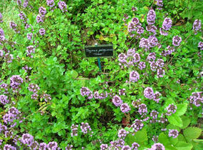 Mateřídouška vejčitá 'Tabor' - Thymus pulegioides 'Tabor'