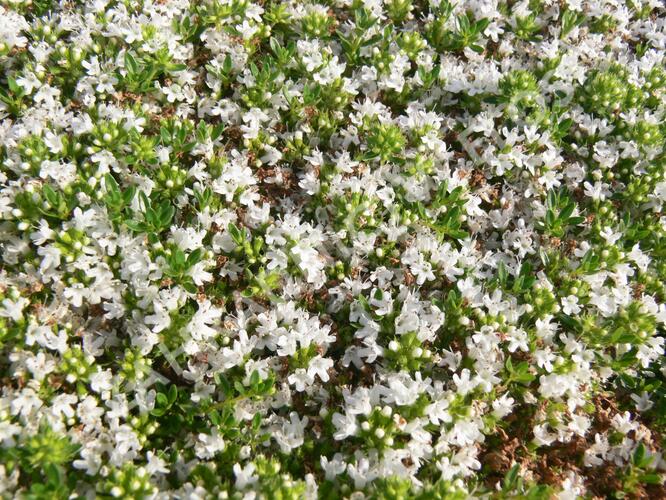 Mateřídouška časná 'Albiflorus' - Thymus praecox 'Albiflorus'