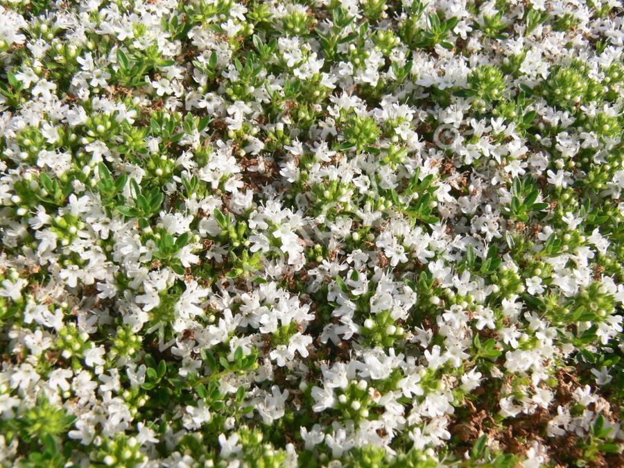 Mateřídouška časná 'Albiflorus' - Thymus praecox 'Albiflorus'