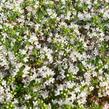 Mateřídouška časná 'Albiflorus' - Thymus praecox 'Albiflorus'