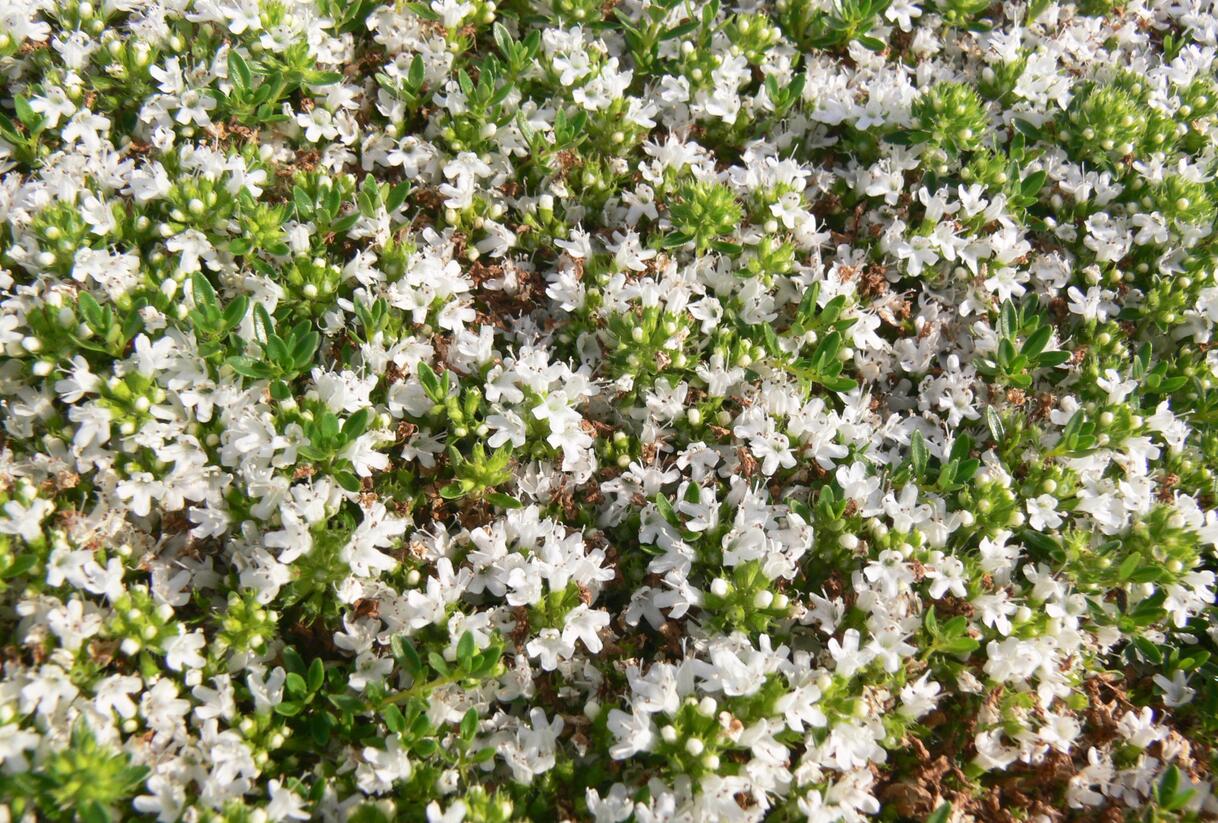 Mateřídouška časná 'Albiflorus' - Thymus praecox 'Albiflorus'