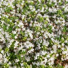 Mateřídouška časná 'Albiflorus' - Thymus praecox 'Albiflorus'