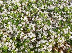 Mateřídouška časná 'Albiflorus' - Thymus praecox 'Albiflorus'