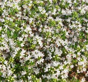 Mateřídouška časná 'Albiflorus' - Thymus praecox 'Albiflorus'