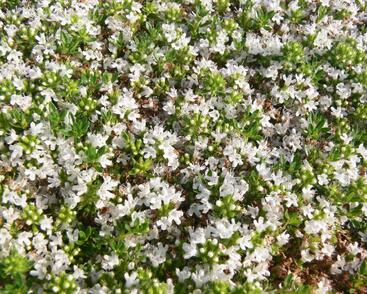 Mateřídouška časná 'Albiflorus'