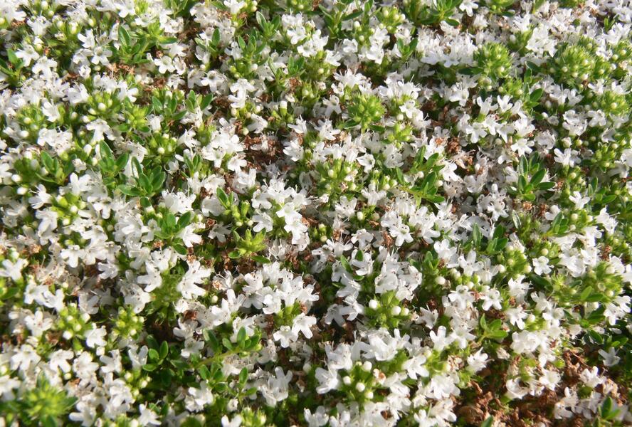 Mateřídouška časná 'Albiflorus' - Thymus praecox 'Albiflorus'