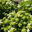 Mateřídouška časná 'Albiflorus' - Thymus praecox 'Albiflorus'