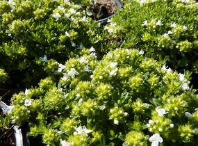 Mateřídouška časná 'Albiflorus' - Thymus praecox 'Albiflorus'