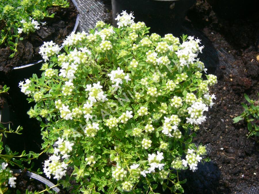 Mateřídouška časná 'Albiflorus' - Thymus praecox 'Albiflorus'
