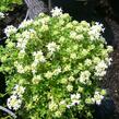 Mateřídouška časná 'Albiflorus' - Thymus praecox 'Albiflorus'