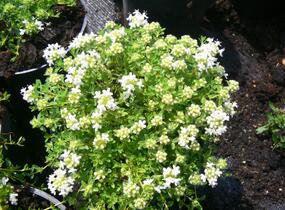 Mateřídouška časná 'Albiflorus' - Thymus praecox 'Albiflorus'