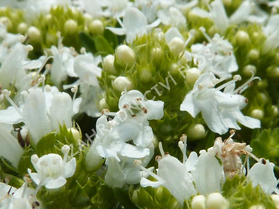 Mateřídouška časná 'Albiflorus' - Thymus praecox 'Albiflorus'