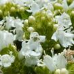 Mateřídouška časná 'Albiflorus' - Thymus praecox 'Albiflorus'