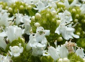 Mateřídouška časná 'Albiflorus' - Thymus praecox 'Albiflorus'