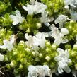Mateřídouška časná 'Albiflorus' - Thymus praecox 'Albiflorus'